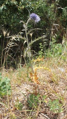 Echinops siculus