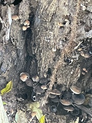 Armillaria novae-zelandiae