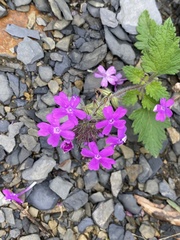 Glandularia canadensis