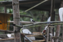 Fluvicola nengeta