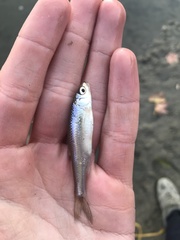 Cyprinella spiloptera