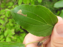 Stigmella rhamnicola