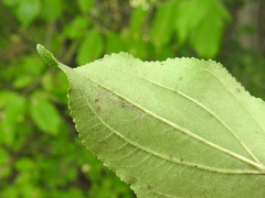 Stigmella rhamnicola