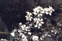 Leptospermum lanigerum