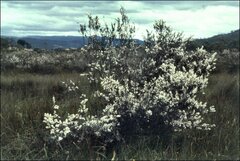 Leptospermum lanigerum
