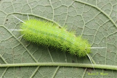 Hemileucinae