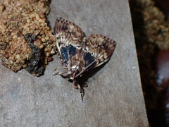 Orthaga thyrisalis