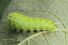 Hemileucinae