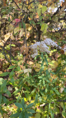 Spiraea alba