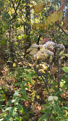Spiraea alba
