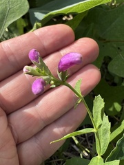 Physostegia virginiana
