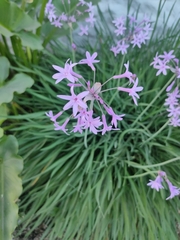 Tulbaghia violacea