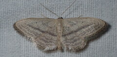Idaea mediaria