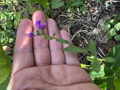 Physostegia virginiana