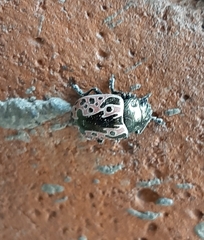 Calligrapha diversa