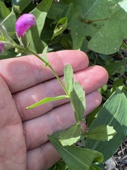 Physostegia virginiana