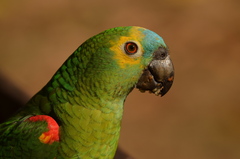 Amazona aestiva