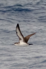 Puffinus lherminieri