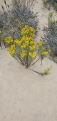 Senecio blochmaniae