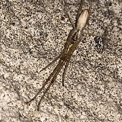 Tetragnatha laboriosa