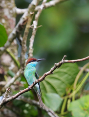 Merops viridis