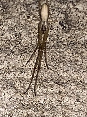 Tetragnatha laboriosa