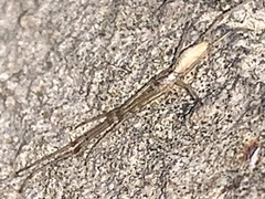 Tetragnatha laboriosa