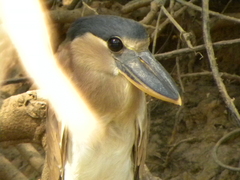 Cochlearius cochlearius