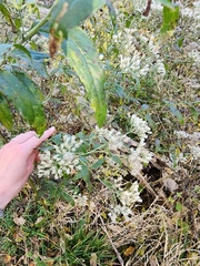 Eupatorium serotinum