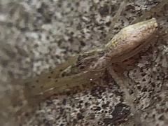 Tetragnatha laboriosa