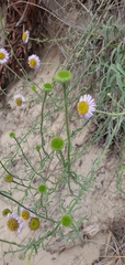 Erigeron blochmaniae