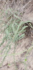Erigeron blochmaniae
