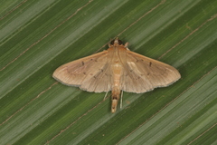 Omiodes martini