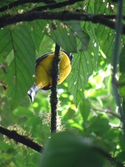 Trogon rufus