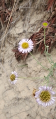 Erigeron blochmaniae