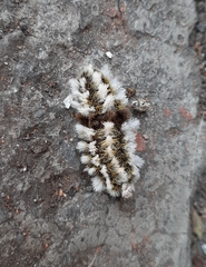 Megalopyge defoliata