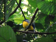 Trogon rufus