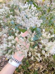 Eupatorium serotinum