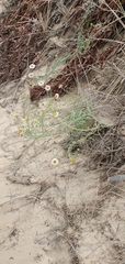 Erigeron blochmaniae