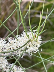 Hakea microcarpa