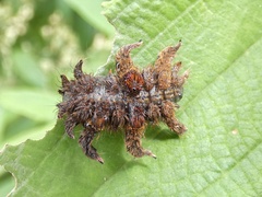 Phobetron hipparchia