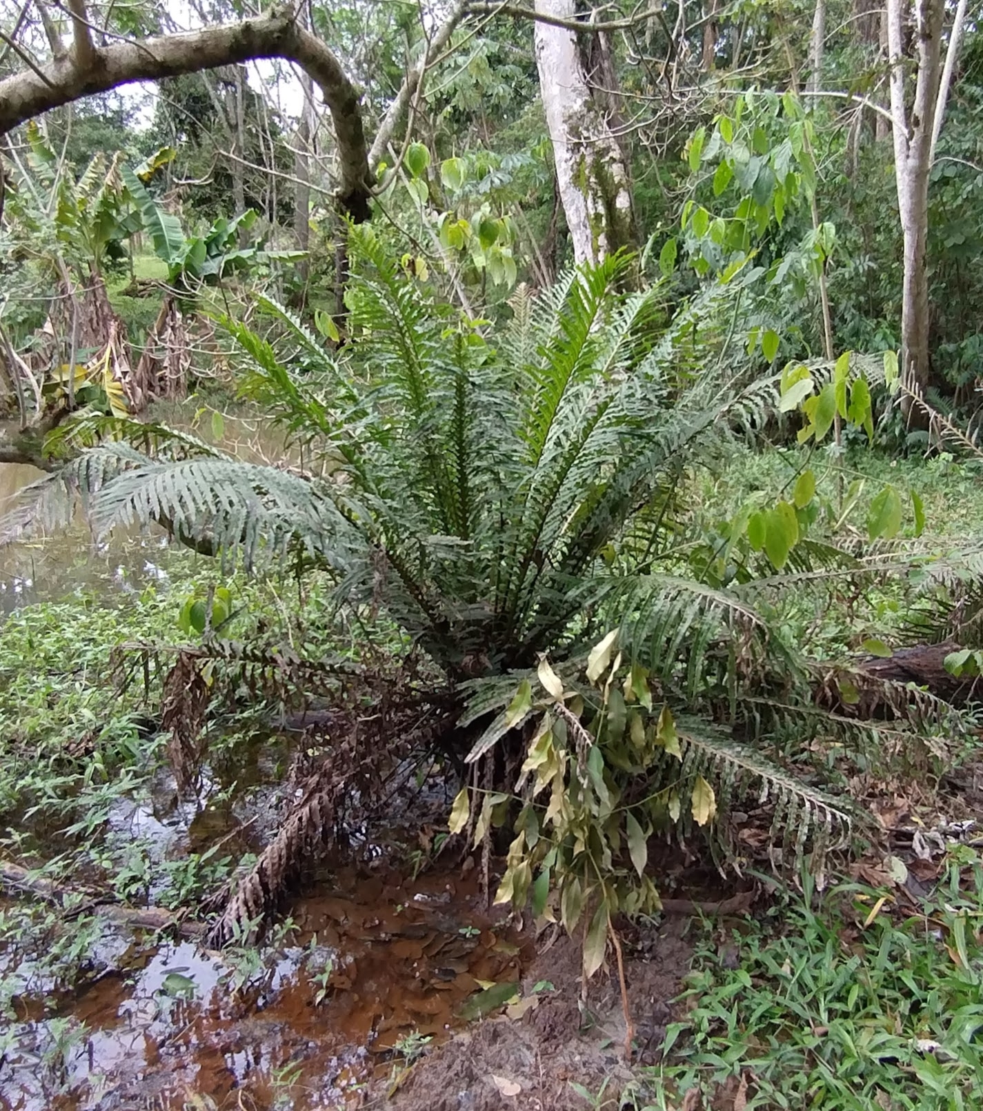 Neoblechnum (Blechnum brasiliense)