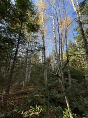 Betula papyrifera
