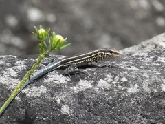Holcosus quadrilineatus