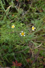 Achyropappus anthemoides
