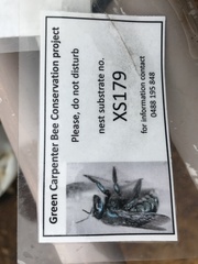 Xylocopa aerata