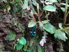 Pseudoxycheila tarsalis