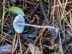Mycena capillaripes