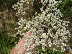 Eriogonum multiflorum