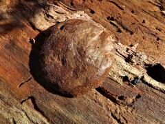 Reticularia